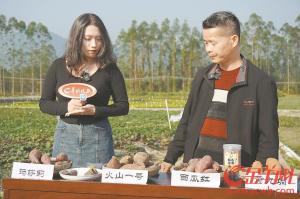 云浮云城立足优越自然条件打造三产融合体系延伸特色产业链条小番薯成就大产业