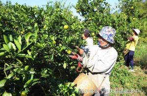 德庆贡柑入选中国农业区域公用品牌，肇庆唯一