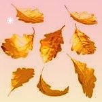 新开普：公司会在2022年1月31日之前披露2021年业绩预告